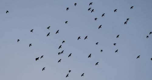 Low angle view of birds flying in the sky