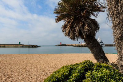 Palm trees on beach against sky