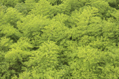 Full frame shot of green plants