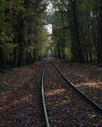View of railroad tracks amidst trees in forest
