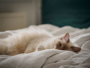 Portrait of cat lying on bed at home