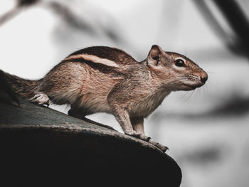 Close-up of squirrel