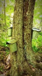 Trees growing in backyard