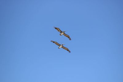 Low angle view of seagulls flying against clear blue sky