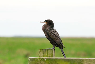 Bird perching on wooden post