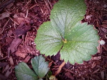 Close-up of leaves