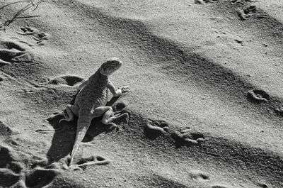 Close-up of lizard on sand at beach