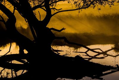 Silhouette bare trees at sunset