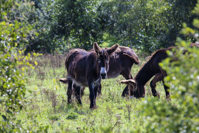 Horses in a field