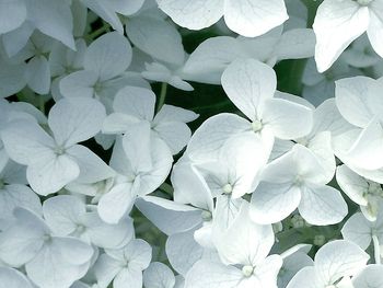 Full frame shot of white flowers