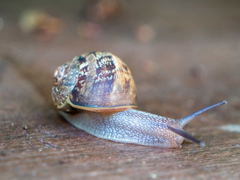 snail