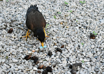 High angle view of bird on rock