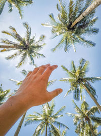 Low angle view of palm tree against sky