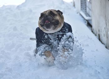 Dog in snow