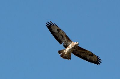 Low angle view of bird flying against clear blue sky