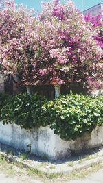 Pink flowers blooming in park