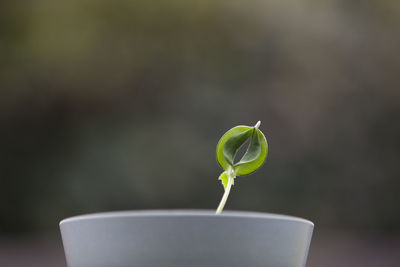 Close-up of plant