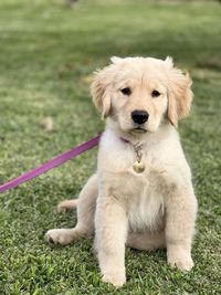 Golden retriever