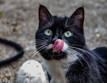 Close-up portrait of black cat