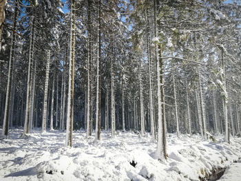 Trees in forest