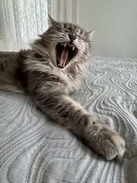 animal