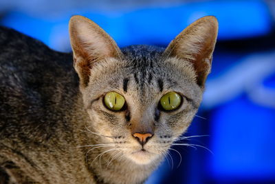 Close-up portrait of a cat