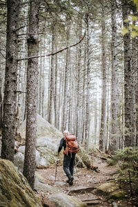 A hiker walks along the appalachian trail through a pine forest