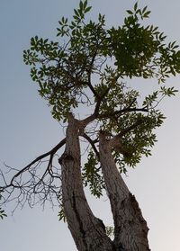 Low angle view of tree against clear sky