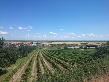 Scenic view of field against clear sky