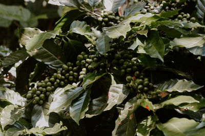 Close-up of fresh green leaves