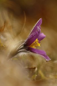 Close-up of purple flower