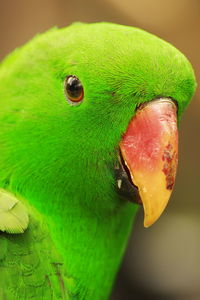 Close-up of parrot