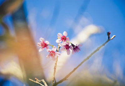 Close-up of pink cherry blossom plant