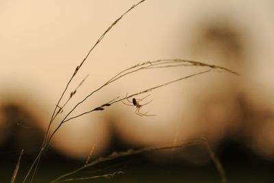 Close-up of spider on plant