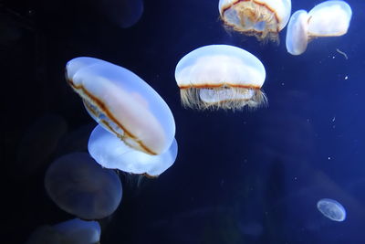 jellyfish