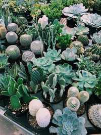 High angle view of cactus plants
