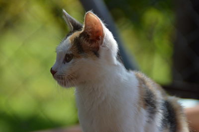 Close-up of rabbit