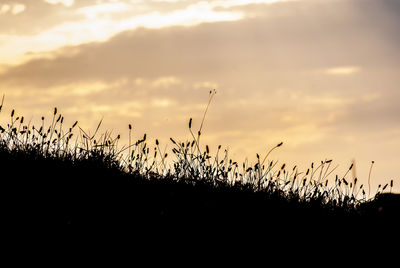 Close-up of silhouette plants on field against sky during sunset