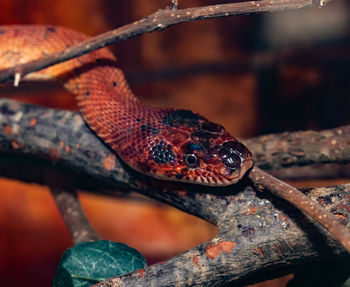 Red corn snake or pantherophis guttatus