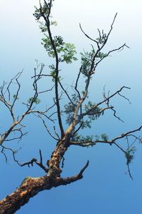 Low angle view of bare tree against clear sky