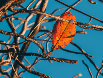 Low angle view of autumnal tree against blue sky