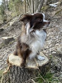 High angle view of dog sitting on field