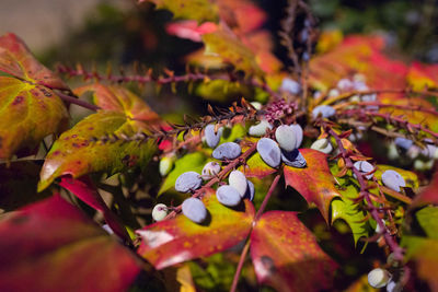 Close-up of plant growing on tree during autumn