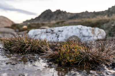 Close-up of plants in water against sky