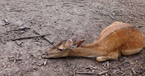 View of animals on field