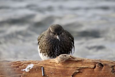 Close-up of bird perching on wood