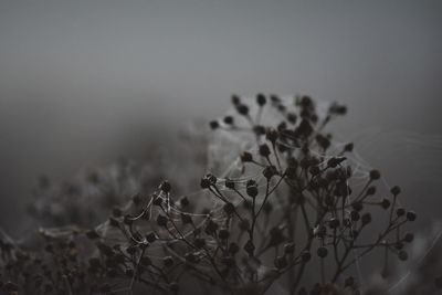 Close-up of flowering plant on field against sky
