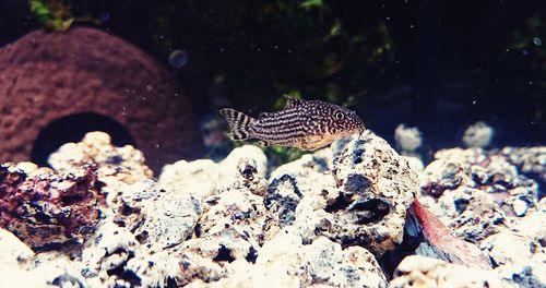 View of fishes swimming in sea