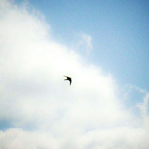 bird, flying, animal themes, animals in the wild, low angle view, wildlife, spread wings, sky, mid-air, one animal, cloud - sky, nature, seagull, beauty in nature, freedom, cloud, blue, outdoors, no people, cloudy