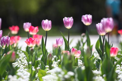 Close-up of pink tulips on field